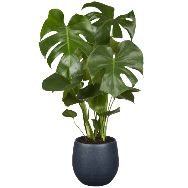 De Monstera Plant - GroenRijk 