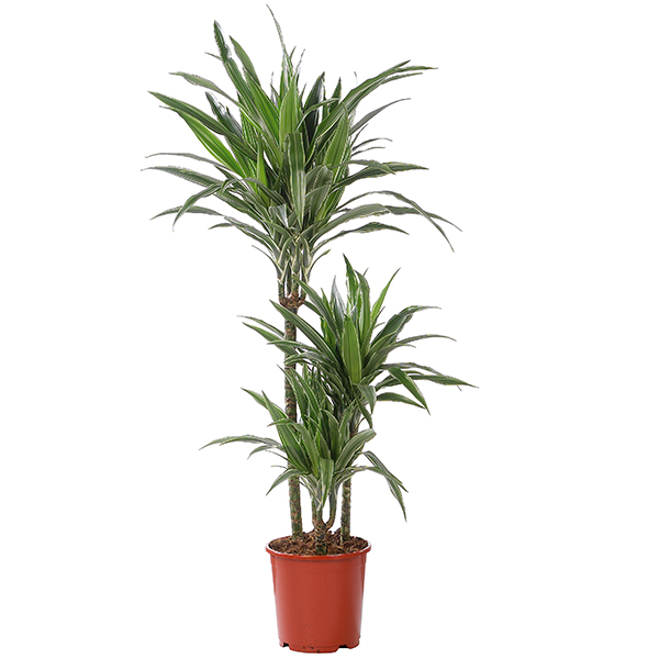 Dracaena plant - GroenRijk Tuincentra