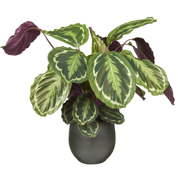 Calathea plant bij GroenRijk