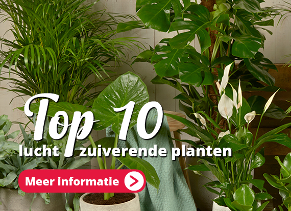 Bekijk onze top 10 luchtzuiverende planten!