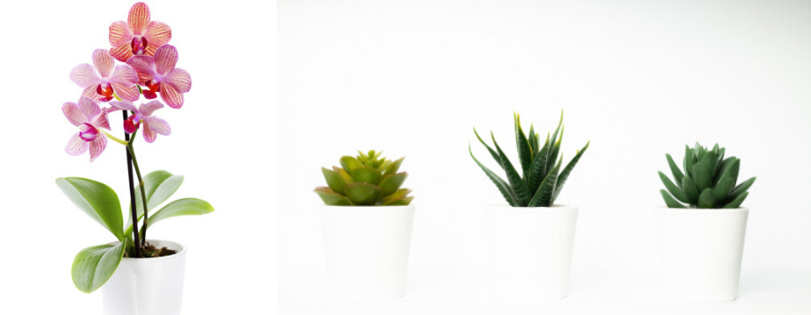 Kamerplanten bij GroenRijk Kamerplanten bij GroenRijk