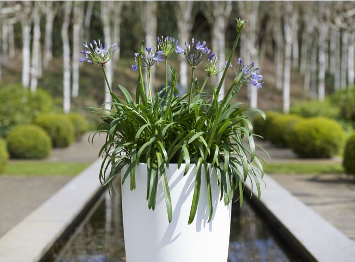 Afrikaanse lelie - Plantengids GroenRijk