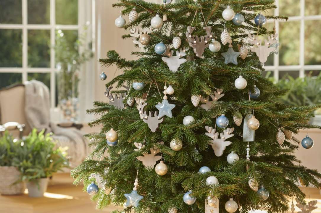 Kerstbomen met kluit kopen? | GroenRijk.nl