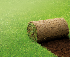 Graszoden verkrijgbaar GroenRijk Doetinchem Graszoden verkrijgbaar GroenRijk Doetinchem