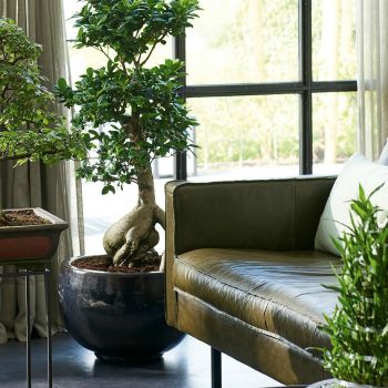 Gratis Zen-proefles bij GroenRijk!