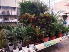 Kamerplanten Kamerplanten
