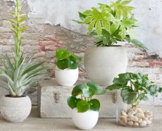 Kamerplanten GroenRijk Epe Kamerplanten GroenRijk Epe