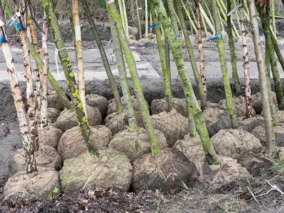 6x waarom de herfst het ideale plantseizoen is