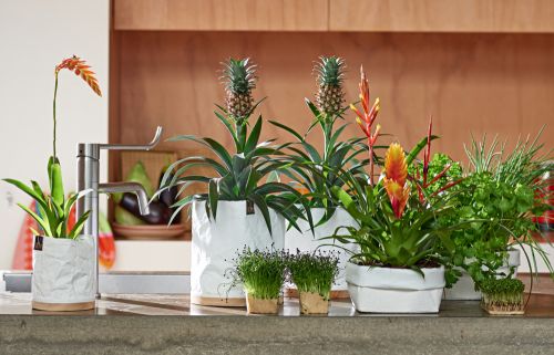 Binnentuintjes met Bromelia’s