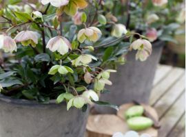 (Kamer-)planten in de winter