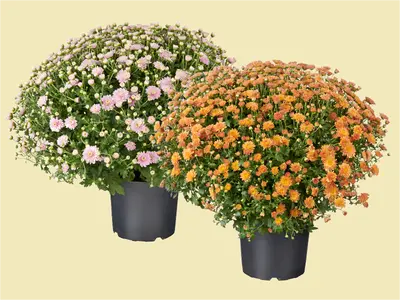 Bolchrysant: dé bol vol bloemen