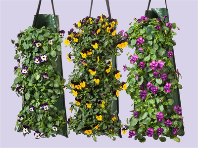 Bosviolen in wandhanger: kleur aan de muur