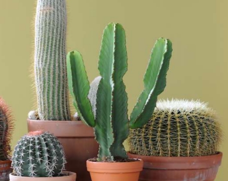 vaas vers bros Cactussen & Vetplanten - GroenRijk