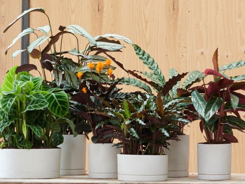 Calathea: rijke keuze in bladvormen