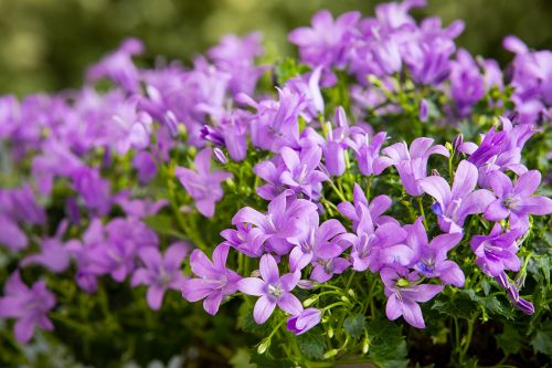 Campanula Addenda ‘Intense Purple’
