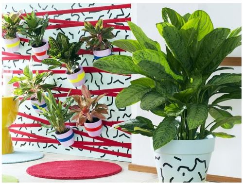 De Aglaonema: een Aziatische schone