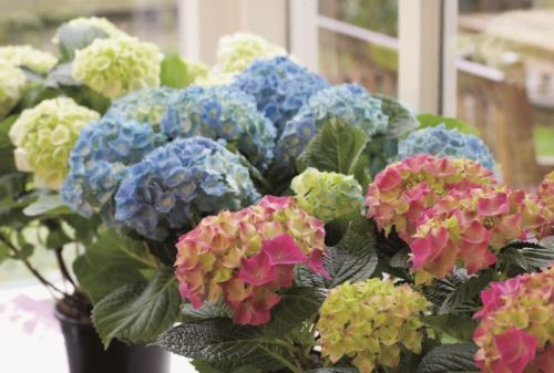 De hortensia is hot!