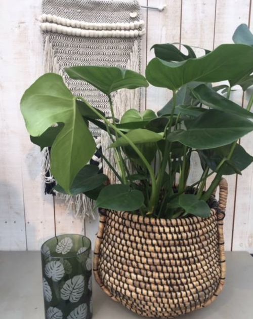 De monstera is en blijft de groene musthave.