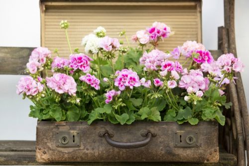 De nieuwe generatie geraniums