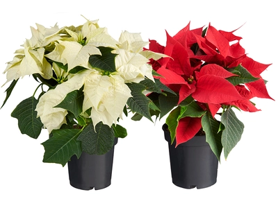 De sterren tijdens de kerstperiode!