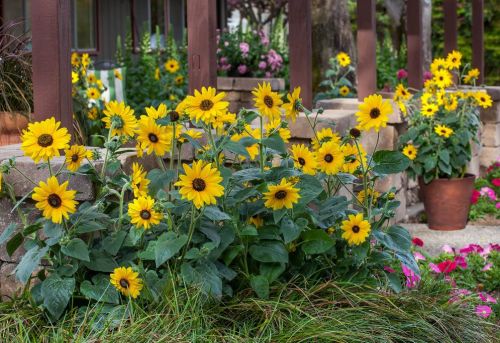 De Sunfinity zonnebloem