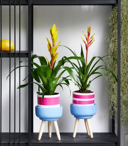 Feestje met bromelia's GroenRijk