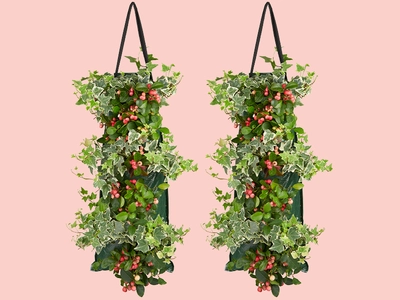 Gaultheria & Hedera: een droomduo in een wandhanger