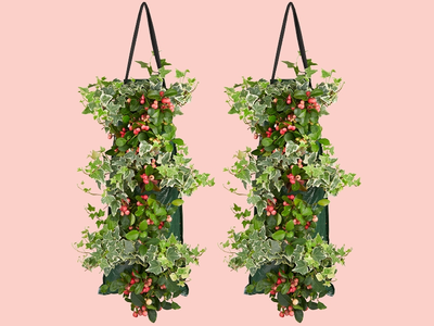 Gaultheria & Hedera: een droomduo in een wandhanger
