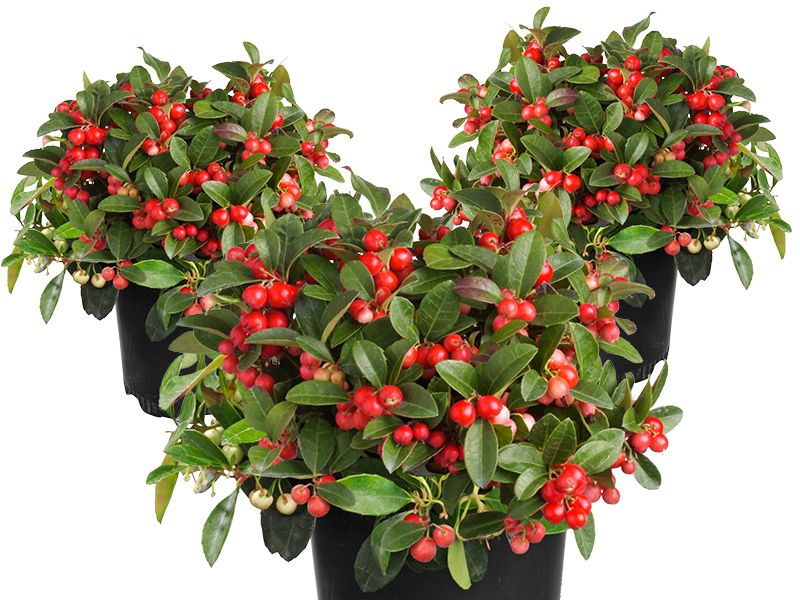 Gaultheria: winterhard en groenblijvend -