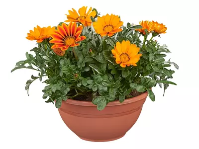 Gazania rigens: neem goud mee naar huis!