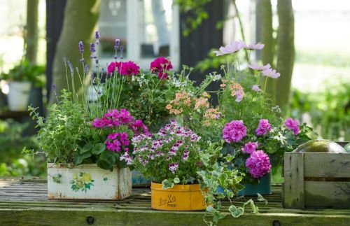 Genieten van geranium op balkon en terras