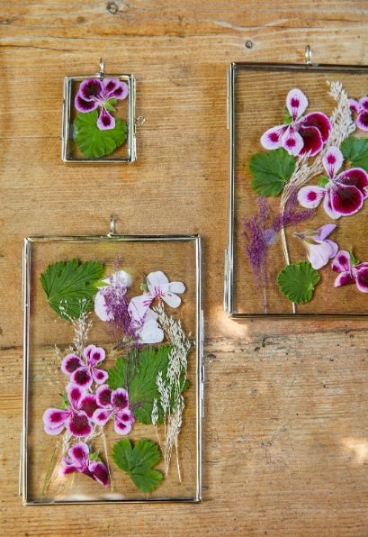 Geraniums: geknipt voor de zomer