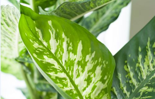 Gratis Pokon kamerplantenvoeding