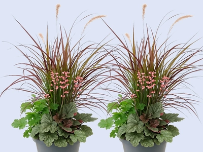 Herfst op z'n mooist: Autumn Pearl