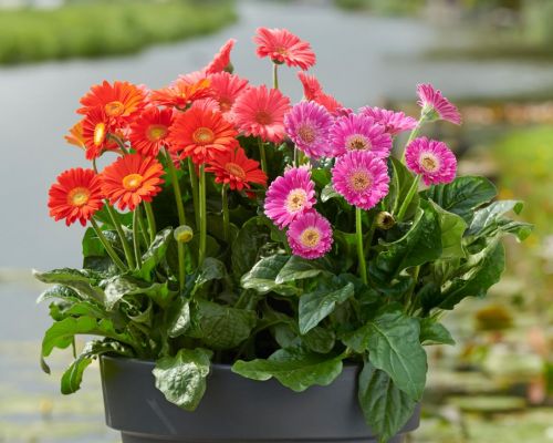 Het is weer voorjaar, fris je tuin op