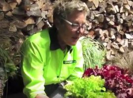 Heuchera: bladhoudende bikkel