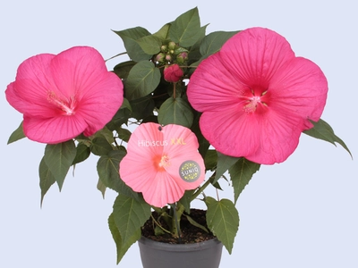 Hibiscus Suniq XXL: groots en bloemig