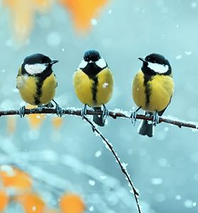 Hoe help je de vogels?