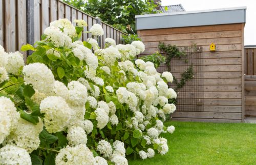 Hortensia: zomerhit in de tuin