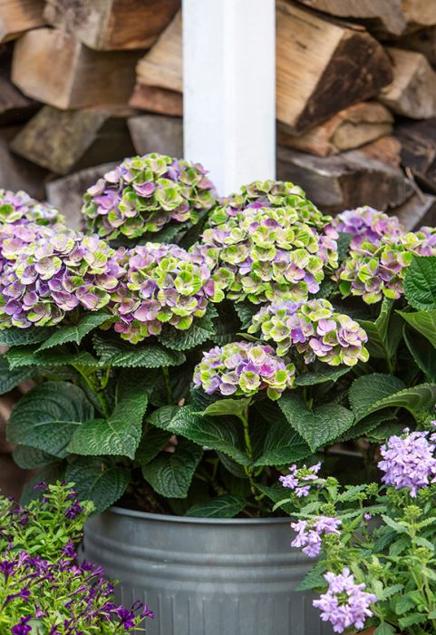 Hydrangea 'Magical': magie in vijf kleuren