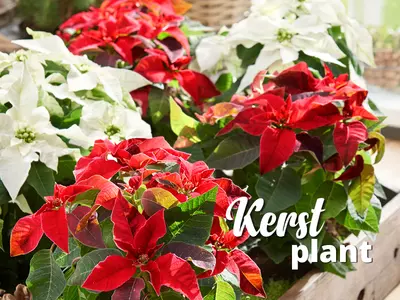 Kerst plant