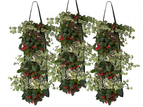 Gaultheria en Hedera in wandhanger. Een supersterk stel!