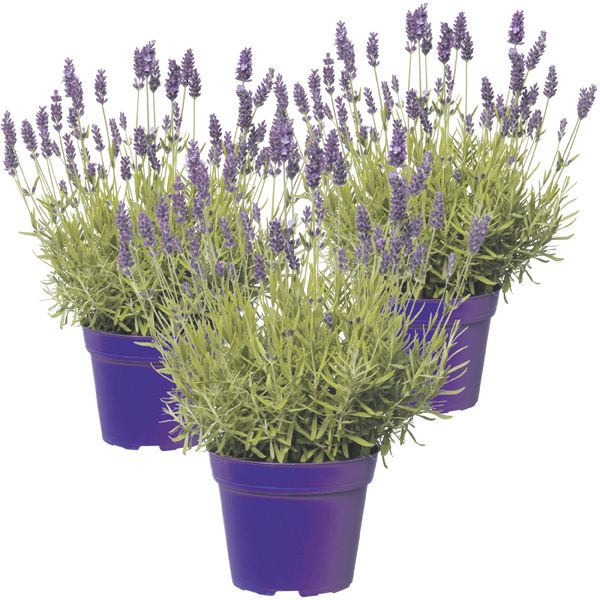 Lavendel -