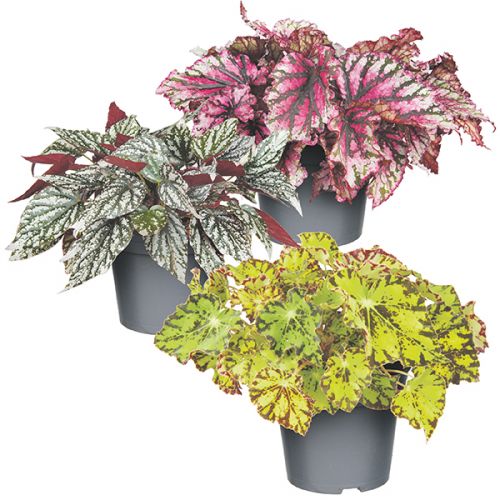 Bladbegonia’s: verrassend anders