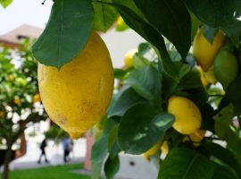 Mediterrane oase met citrusboompjes!