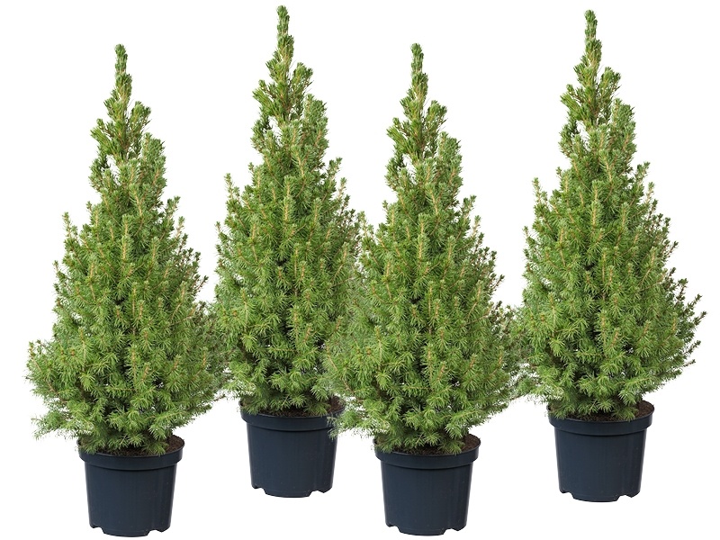 struik Omleiding Stier Mini kerstboom: Picea glauca 'Conica' - GroenRijk