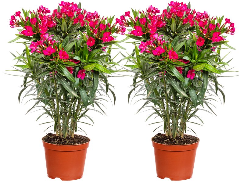 Nerium oleander: een opvallende verschijning -