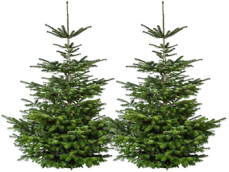 kampioen onder de kerstbomen - GroenRijk