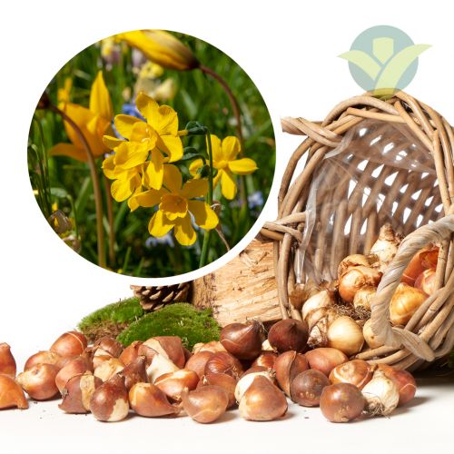Plant nu het voorjaar!