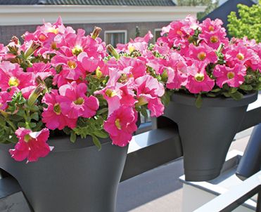Planten: juist op balkons!